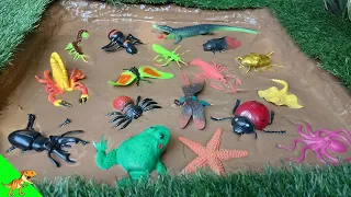 "Insect Safari: Mud Rescue of Ladybug, Dragonfly, Stag Beetle, and More!"