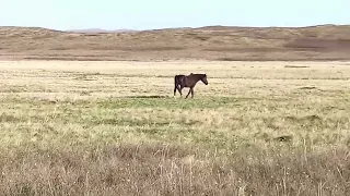 2 horses graze in the steppe