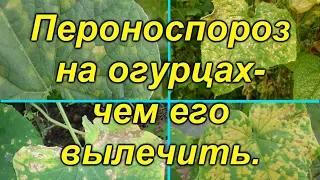 Ложная мучнистая роса (пероноспороз)- вылечите свои растения от этой болезни..