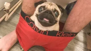 The STUPID Moment of PUG PUPPIES Will Make Your Day  ★  Funny Babies And Pets