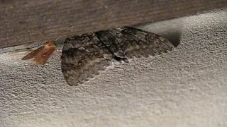 Сполохана блакитна стрічкарка. Ч. 1. / A disturbed blue underwing. P. 1.