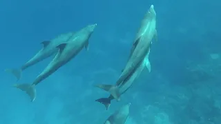 Egypt - Marsa Alam - dolphins and coral reef next to Hotel MG Alexander The Great