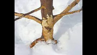 Why you WANT rabbits to eat the bark on your fruit trees in the winter - Permaculture Manitoba