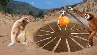 Easy Monkey Trap Technology Make From Deep Hole Trap With Orange Fruit - Simple Monkey Trap