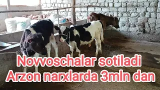 Arzon narxlarda novvoschalar sotiladi 3mln dan. +998940572255