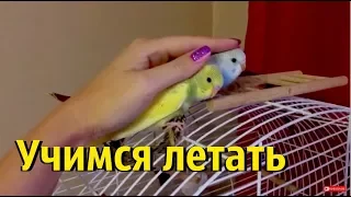 Пора снимать гнездо у попугаев? Малыш не умеет летать!