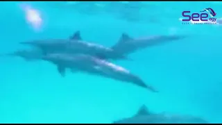 Baby and mom free-dive with dolphins at Satayah Reef - RedSea... Egypt