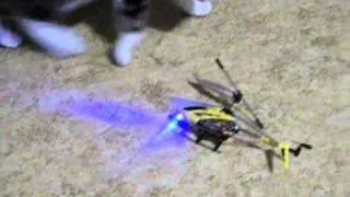 Cat vs helicopter