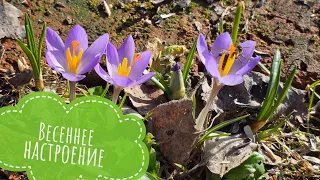 An overview of spring primroses in the Owl Valley. The first flowers! And who do you call snowdrops?