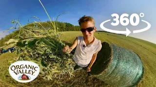 How to Bale Hay with Draft Horses | 360° Video VR | Organic Valley