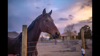 Hearts Alive Horse Rescue