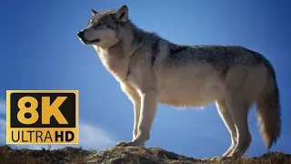 Male Wolf Walks In The Forest And Approaching The Wolf Pack In 8K ULTRA HD / 8K TV Wildlife_Animals