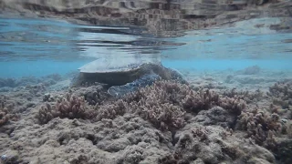 I found a Baby Green Sea Turtle at "Baby Beach" Snorkeling in Maui