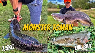 Huli kong Dalag Kinain ng Toman | Live Bait | Toman Fishing | 7.5kg Giant Snakehead