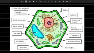 Organelos celulares y sus funciones | Parte 2 | Examen UNAM