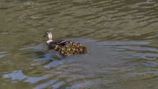 カルガモ(軽鴨)　子ども10羽　2024.5.10関東で撮影　今年初のカルガモ親子🦆　カラスに子どもを狙われたり、激流に流されそうになるなど　