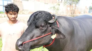 Lakshmi Dairy Farm VEER Murrah Bull