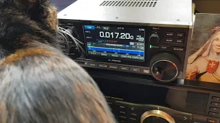 ICOM IC-R8600  SAQ AND MY CAT MILDRED