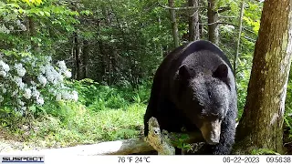 Bears of summer