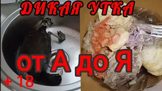 Дичь. Как быстро обработать лысуху/ Избавиться от запаха лысухи /Вкусный рецепт из дичи