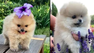 OMG SO FUNNY😂😂 Super Funny Dogs Reaction Videos #8 | Funny Animal Videos 🤣🤣 #shorts #puppy #cute