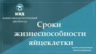 957  Сроки жизнеспособности яйцеклетки