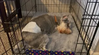 Male Doggie Diapers | Life With 7 Schnauzers