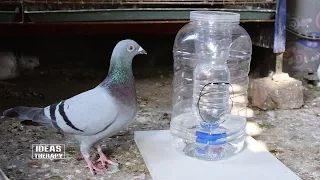 How To Make Automatic Water Feeder For Bird | Plastic Bottle Hacks | Try At Home | Ideas Therapy