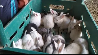 From our rabbit farm. Counting and delivery of baby rabbits