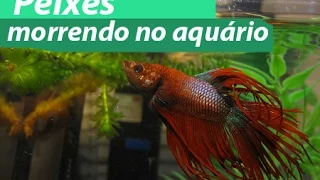 Peixes Morrendo no Aquário