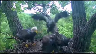 DECORAH EAGLES    6/21/2018    7:49 AM  CDT     MOM SAYS LET ME GO!