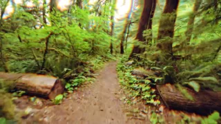 LSD Simulation - Walking Through A Forest (ACCURATE)