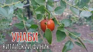 Унаби - необычный лекарь. В чём секрет дивного плода?