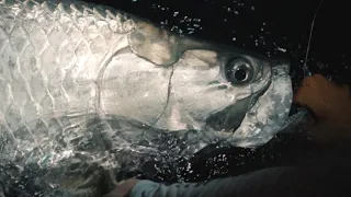 Guidelines - Night Fishing for Tarpon