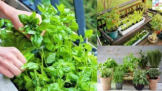 2-Minutes Practical Tips for Starting a Balcony Herb Garden