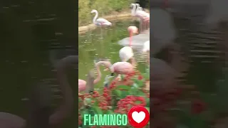 Flamingo Kissing 😍😍😍#shorts #cute #flamingo #wildlife #wildlifeanimals