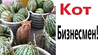 Лютые приколы. КОТ БИЗНЕСМЕН! Ржака до слёз! – ПОПРОБУЙ НЕ ЗАСМЕЯТЬСЯ! - Domi Show