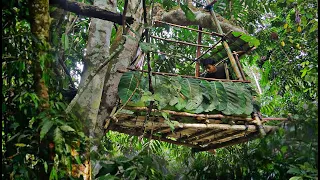 Solo Camping-membangun shelter di atas pohon kuat dan aman buat bermalam di hutan.