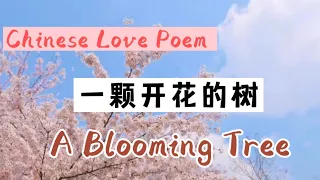 Chinese love poem - 一棵开花的树 - A blooming tree by Xi MuRong - with English translation - 中文诗歌朗读