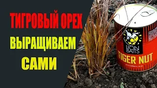 Тигровый орех, чуфа для рыбной ловли. Выращиваем сами.