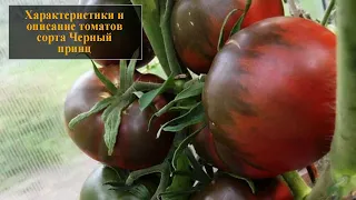 Характеристики и описание томатов сорта Черный принц