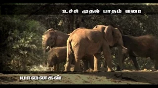 Elephants the Intelligent Animal - Award Winning Documentary