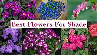 Best Flowers For Shady Location || Top Flowering plants to Grow in Shade || Shade Loving Plants.