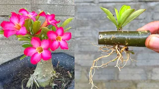 Try Adenium Cuttings with a New Way | PHow to grow plumeria flowers