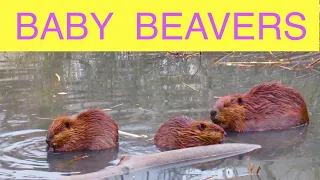 Baby Beaver Kits … Video Clips Compilation
