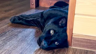 Panther Luna is very picky, not easy to entertain her😂🐆