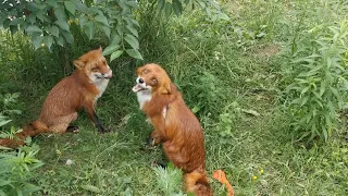 Лис Альф на прогулке с лисой Василисой