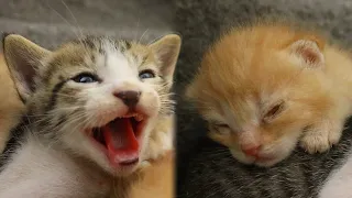 Adopted Kitten hugs Foster Kitten's Paw when he's Scared of Big Cat | Two Weeks Old Rescued Kitten