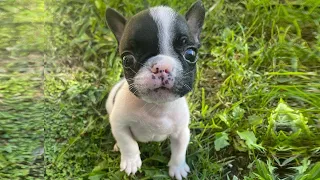 Small but sassy Frenchie loves to complaint with foster mom