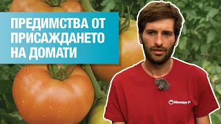 Предимства от присаждането на домати